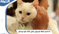 اسم قطة الرسول محمد (هل كان النبي يربي قطه؟)